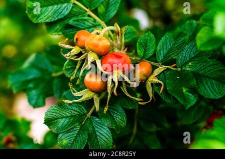 Rosa rugosa, faltige Rose, reifend, kugelige Frucht auf grünen Büschen Stockfoto