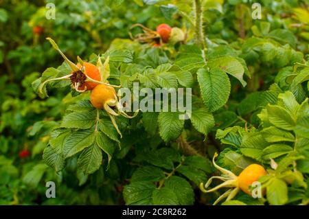 Rosa rugosa, faltige Rose, reifend, kugelige Frucht auf grünen Büschen Stockfoto