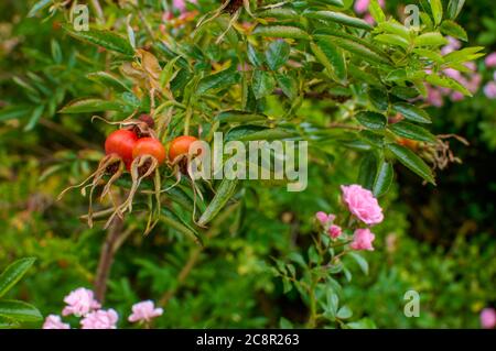 Rosa rugosa, faltige Rose, reifend, kugelige Frucht auf grünen Büschen Stockfoto