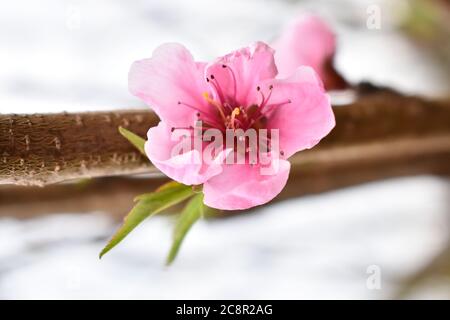 Nahaufnahme einer rosa Blüte auf einem Pfirsich Baum im Frühling Stockfoto