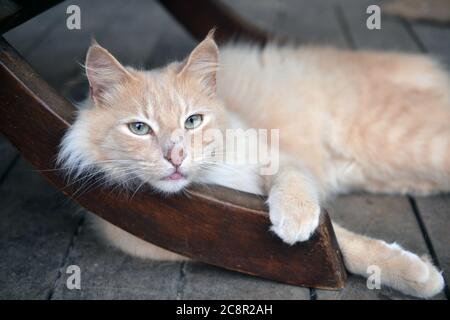 Schöne gelbe Katze liegt auf Sie Stockfoto