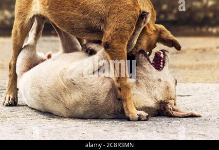 Zwei junge Straßenhunde, die draußen auf dem Boden spielen. Einer ist weiß, der andere ist hellbraun, Stockfoto