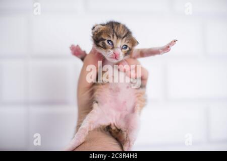 2 Wochen altes Baby Kätzchen in der Hand auf einem isolierten weißen Hintergrund Stockfoto