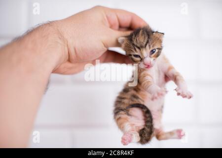 2 Wochen altes Baby Kätzchen in der Hand auf einem isolierten weißen Hintergrund Stockfoto