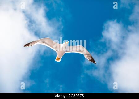 Möwe fliegt in den Himmel mit Wolken. Insel Elba, Italien. Eine europäische Heringsmöwe, Larus argentatus, eine große Möwe, isoliert auf Himmelshintergrund. Schließen Stockfoto