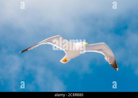 Möwe fliegt in den Himmel mit Wolken. Insel Elba, Italien. Eine europäische Heringsmöwe, Larus argentatus, eine große Möwe, isoliert auf Himmelshintergrund. Schließen Stockfoto