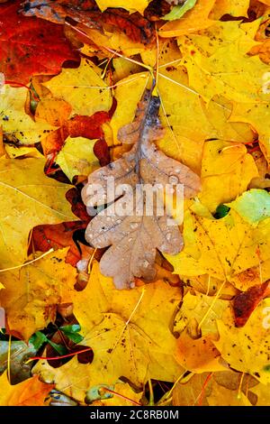 Herbst mehrfarbige Ahorn und Eichenblätter liegen auf grünem Gras. Herbststimmung Schulzeit Konzept Stockfoto