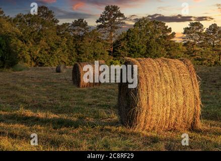 Hay-Rollen im Golden Hour Light Stockfoto
