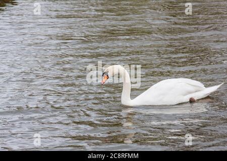 Mute Swan, Cygnus olor, im Dorf Marken in Nordholland, Niederlande. Stockfoto