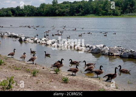 Erwachsene Kanada Gänse schwimmen im Sommer am Ufer des Nanticoke River in der Nähe von Seaford, DE. Stockfoto