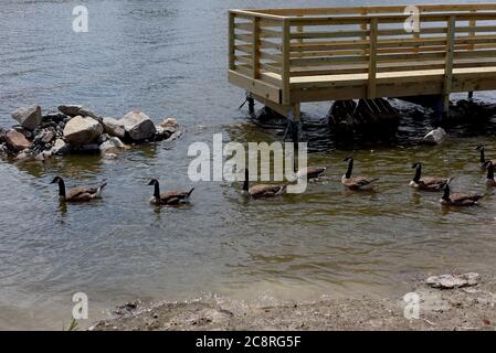 Erwachsene Kanada Gänse schwimmen im Sommer am Ufer des Nanticoke River in der Nähe von Seaford, DE. Stockfoto