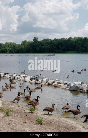 Erwachsene Kanada Gänse schwimmen im Sommer am Ufer des Nanticoke River in der Nähe von Seaford, DE. Stockfoto