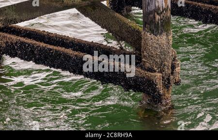 Alte Pier Pfeiler mit Muscheln und Seepocken bedeckt Stockfoto