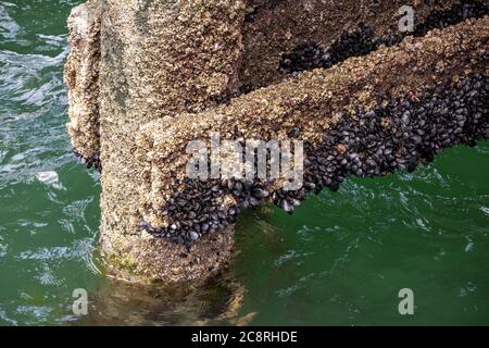 Alte Pier Pfeiler mit Muscheln und Seepocken bedeckt Stockfoto