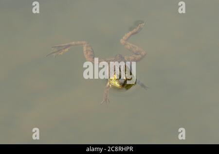 Junge Kaulquappe hängt an der Seeoberfläche Stockfoto