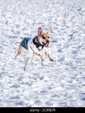 Eine Beagle-Mischung, die an einem winterlichen Nachmittag in einem Hundepark durch den Schnee läuft. Stockfoto