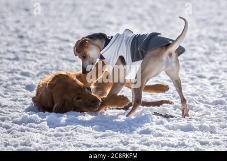 2 Hunde spielen im Winter Stockfoto