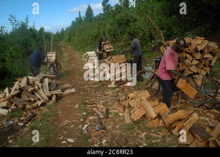 Lokaler Mann, der Brennholz vorbereitet, um seine Fahrräder auf dem lokalen Markt, Zomba Plateau, Malawi, Afrika, zu verkaufen. Stockfoto