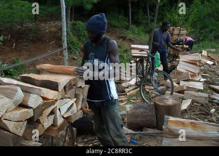 Lokaler Mann, der Brennholz vorbereitet, um seine Fahrräder auf dem lokalen Markt, Zomba Plateau, Malawi, Afrika, zu verkaufen. Stockfoto