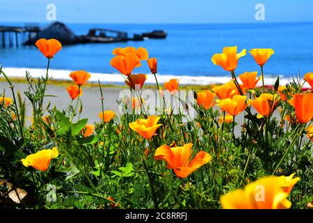 Mohnblumen und Zementschiff in Aptos, Kalifornien Stockfoto