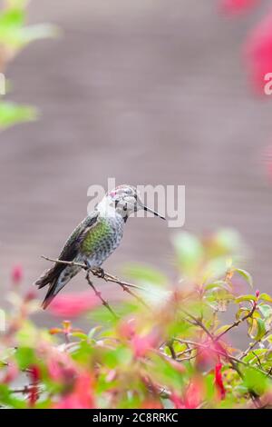 Annas Hummingbird, Calypte Anna, hocken auf eine Blüte Fuchsia Anlage in Point Arena Cove in Point Arena, Kalifornien. Stockfoto