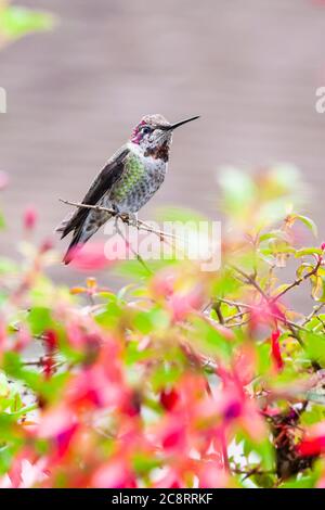 Annas Hummingbird, Calypte Anna, hocken auf eine Blüte Fuchsia Anlage in Point Arena Cove in Point Arena, Kalifornien. Stockfoto