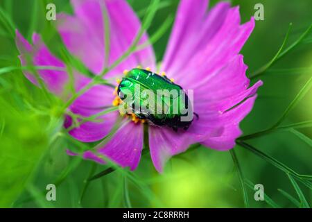 Grüner juni-Bug auf lila Blume aus nächster Nähe Stockfoto