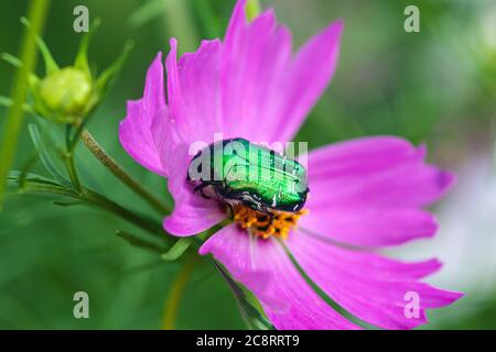 Juni-Käfer (Cotinis nitida) auf rosa Kosmosblüte Stockfoto