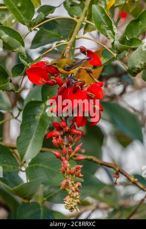 Weibliche Sonnenvogel mit Olivrückenbedeckung oder Gelbbauchbeuler (Cinnyris jugularis) auf roter Erythrina, Tigerklaue oder Korallenbaum. Bali, Indonesien. Stockfoto