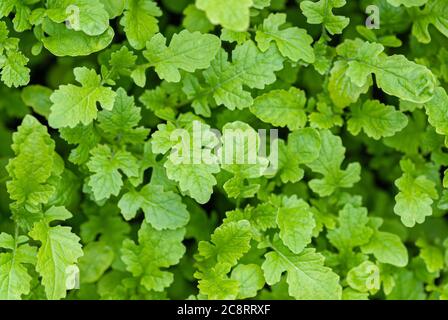 Sinapis alba L. Sämlinge Draufsicht, Gründünger Ernte im Garten Stockfoto