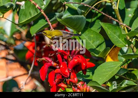 Weibliche Sonnenvogel mit Olivrückenbedeckung oder Gelbbauchbeuler (Cinnyris jugularis) auf roter Erythrina, Tigerklaue oder Korallenbaum. Bali, Indonesien. Stockfoto