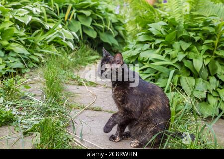 Dark Cat sitzt im grünen Garten. Stockfoto