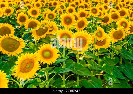 Helles Sonnenblumenfeld. Viele blühende Blumen auf dem Feld Stockfoto