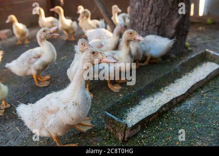 Lustige Gänseküken auf dem Bauernhof. Einheimische Vögel Stockfoto