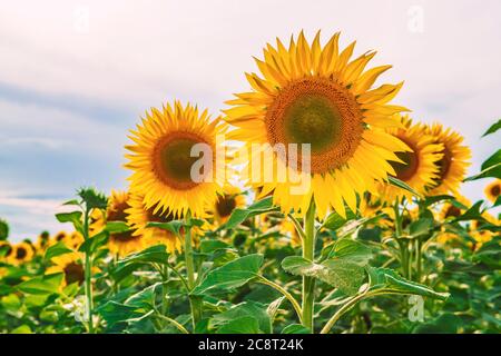 Blühende Sonnenblumen. Buntes Sonnenblumenfeld. Sonnenblumenöl Quelle. Stockfoto