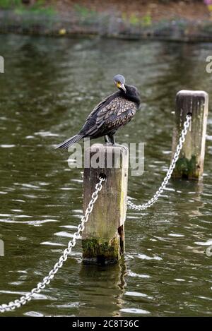 London, Großbritannien. Juli 2020. Ein Kormoran sitzt auf einem Holzpfosten, während er im Serpentine Lake im Hyde Park preening. Kredit: SOPA Images Limited/Alamy Live Nachrichten Stockfoto