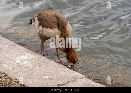 London, Großbritannien. Juli 2020. Eine juvenile ägyptische Gans am Serpentine See im Hyde Park gesehen. Kredit: SOPA Images Limited/Alamy Live Nachrichten Stockfoto