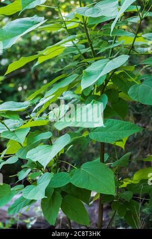 Nahaufnahme der herzförmigen Blätter von Catalpa speciosa, einem Baum, der lange Samenkapseln produziert, gemeinsamer Name grüner Bohnenbaum. Stockfoto