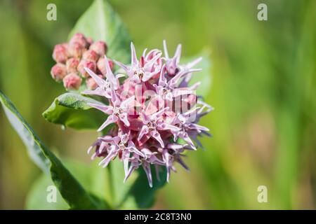 Gemeine Milchblume, Asclepias syriaca L., wild wachsend im Great Salt Plains State Park in Oklahoma, USA. Stockfoto