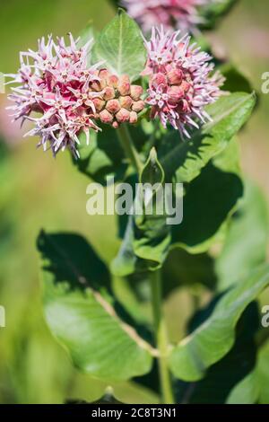 Gemeine Milchblume, Asclepias syriaca L., wild wachsend im Great Salt Plains State Park in Oklahoma, USA. Stockfoto