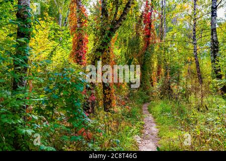 Weg im sonnigen Herbstwald mit Bäumen, die von bunten wilden Trauben bedeckt sind Stockfoto