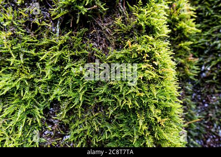 Grüne Vegetation auf nassem Stein. Moss-Textur, Hintergrund mit Kopierraum Stockfoto