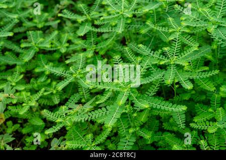 Phyllanthus niruri Kräuterpflanze und andere Namen, Seed-under-leaf, Phyllanthus amarus Schumach & Thonn. Stockfoto