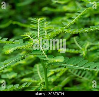 Phyllanthus niruri Kräuterpflanze und andere Namen, Seed-under-leaf, Phyllanthus amarus Schumach & Thonn. Stockfoto