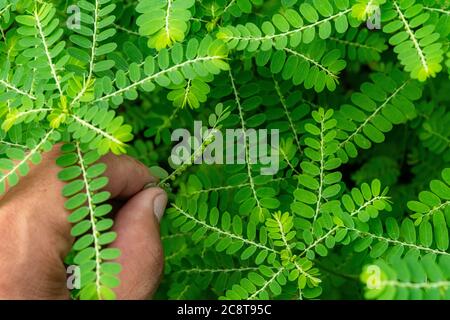 Phyllanthus niruri Kräuterpflanze und andere Namen, Seed-under-leaf, Phyllanthus amarus Schumach & Thonn. Stockfoto