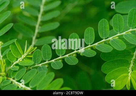 Phyllanthus niruri Kräuterpflanze und andere Namen, Seed-under-leaf, Phyllanthus amarus Schumach & Thonn. Stockfoto