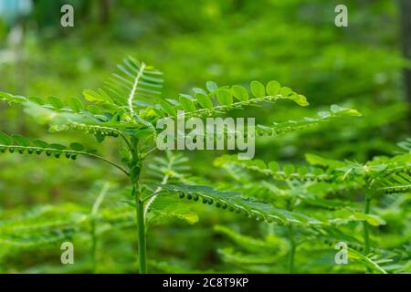 Phyllanthus niruri Kräuterpflanze und andere Namen, Seed-under-leaf, Phyllanthus amarus Schumach & Thonn. Stockfoto