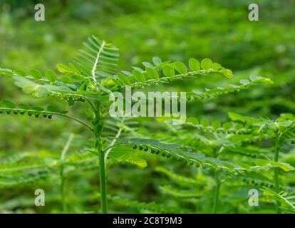 Phyllanthus niruri Kräuterpflanze und andere Namen, Seed-under-leaf, Phyllanthus amarus Schumach & Thonn. Stockfoto