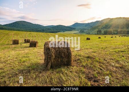 Runde Strohballen auf Stoppeln. Ernte im Herbst. Runde Heuballen gegen die Berge. Stockfoto