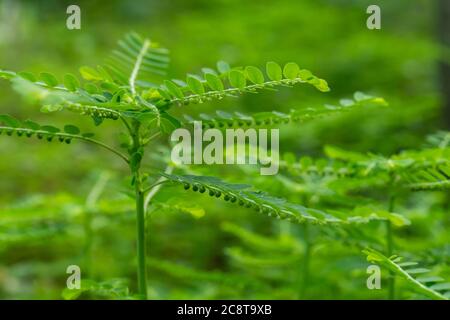 Phyllanthus niruri Kräuterpflanze und andere Namen, Seed-under-leaf, Phyllanthus amarus Schumach & Thonn. Stockfoto